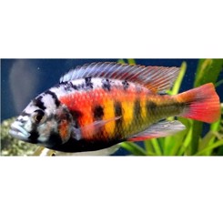 Malawiciklide, Hap. obliquidens zebra 